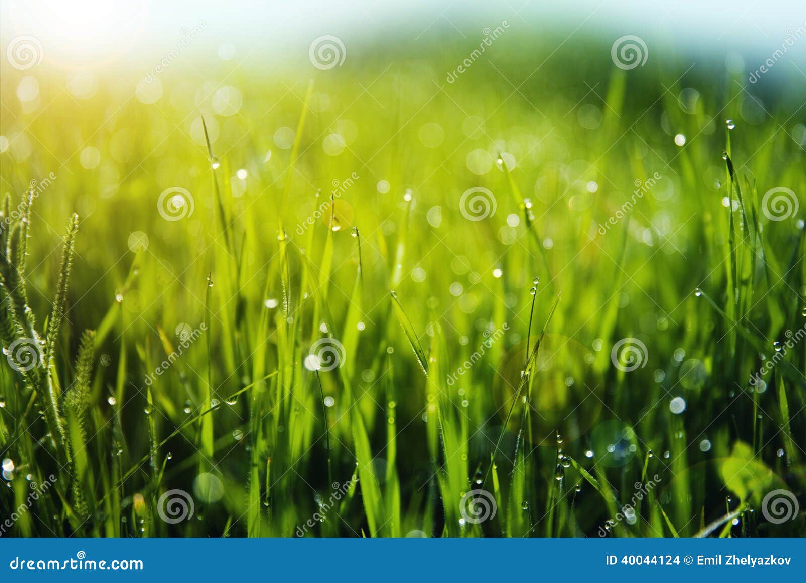 grass with morning dew drops