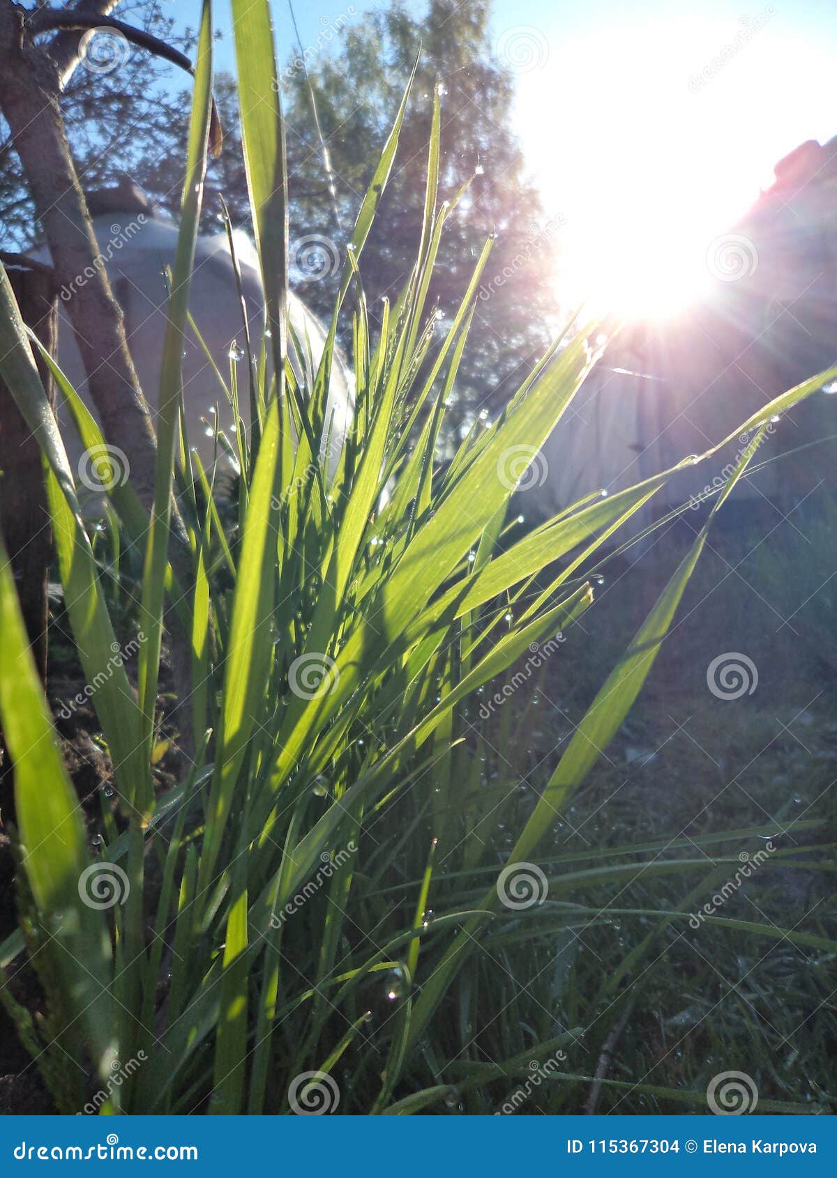 Grass with Morning Dew in the Garden. Spring. Stock Photo Image of
