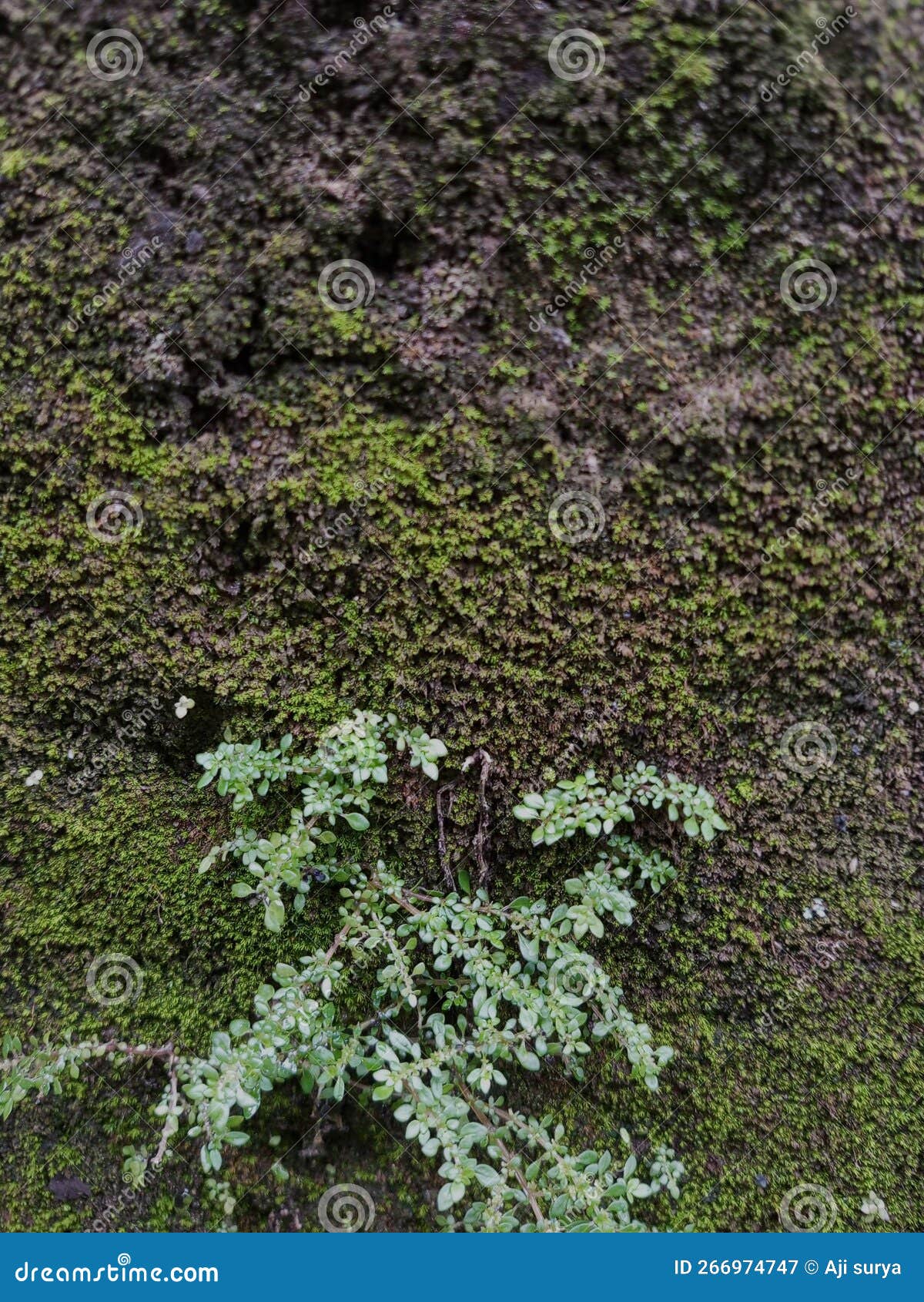 Grass and Moss Grow on the Edge of the Walls of the House Editorial