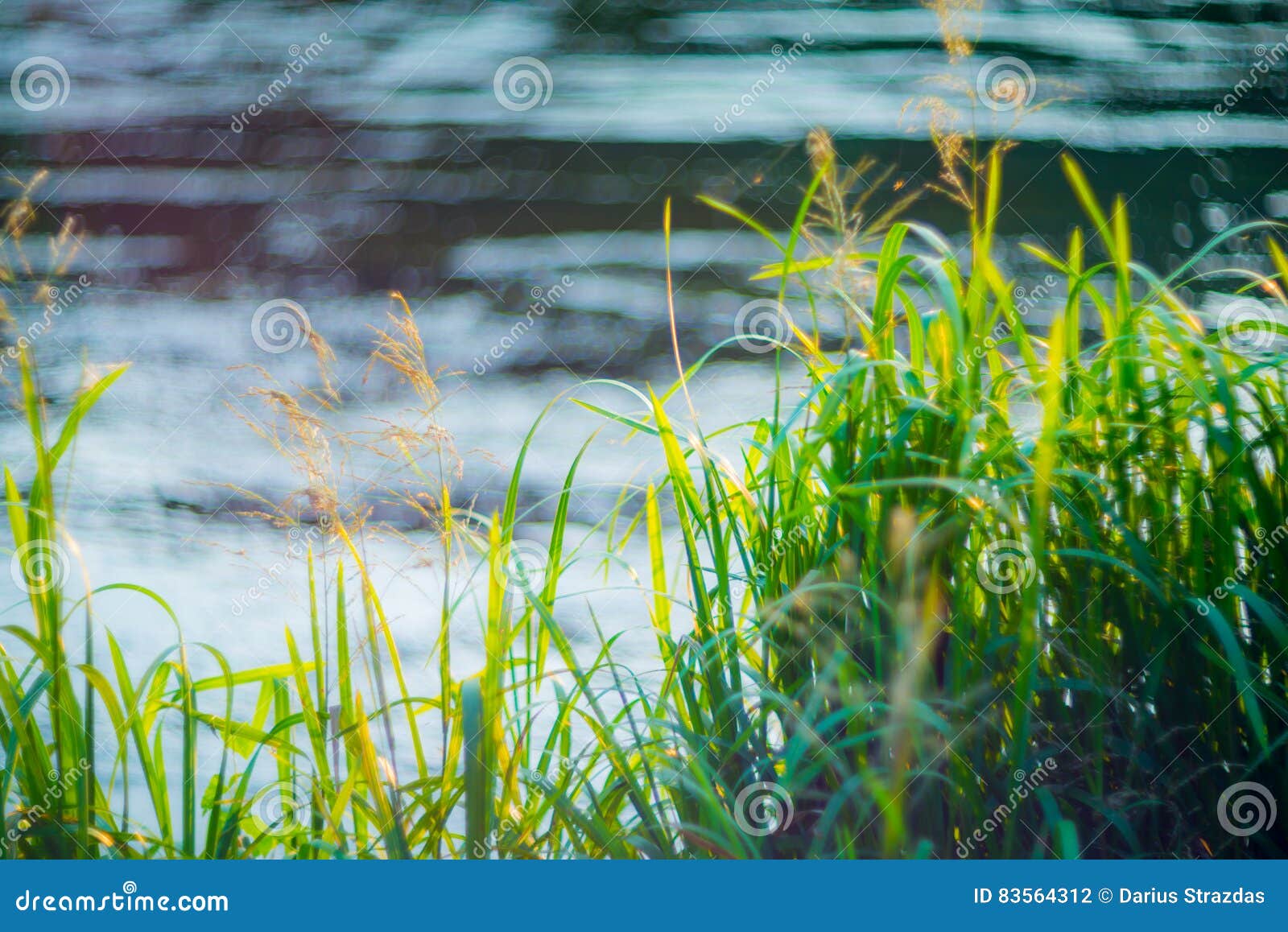 Grass near water stock photo. Image of grass, forest 83564312
