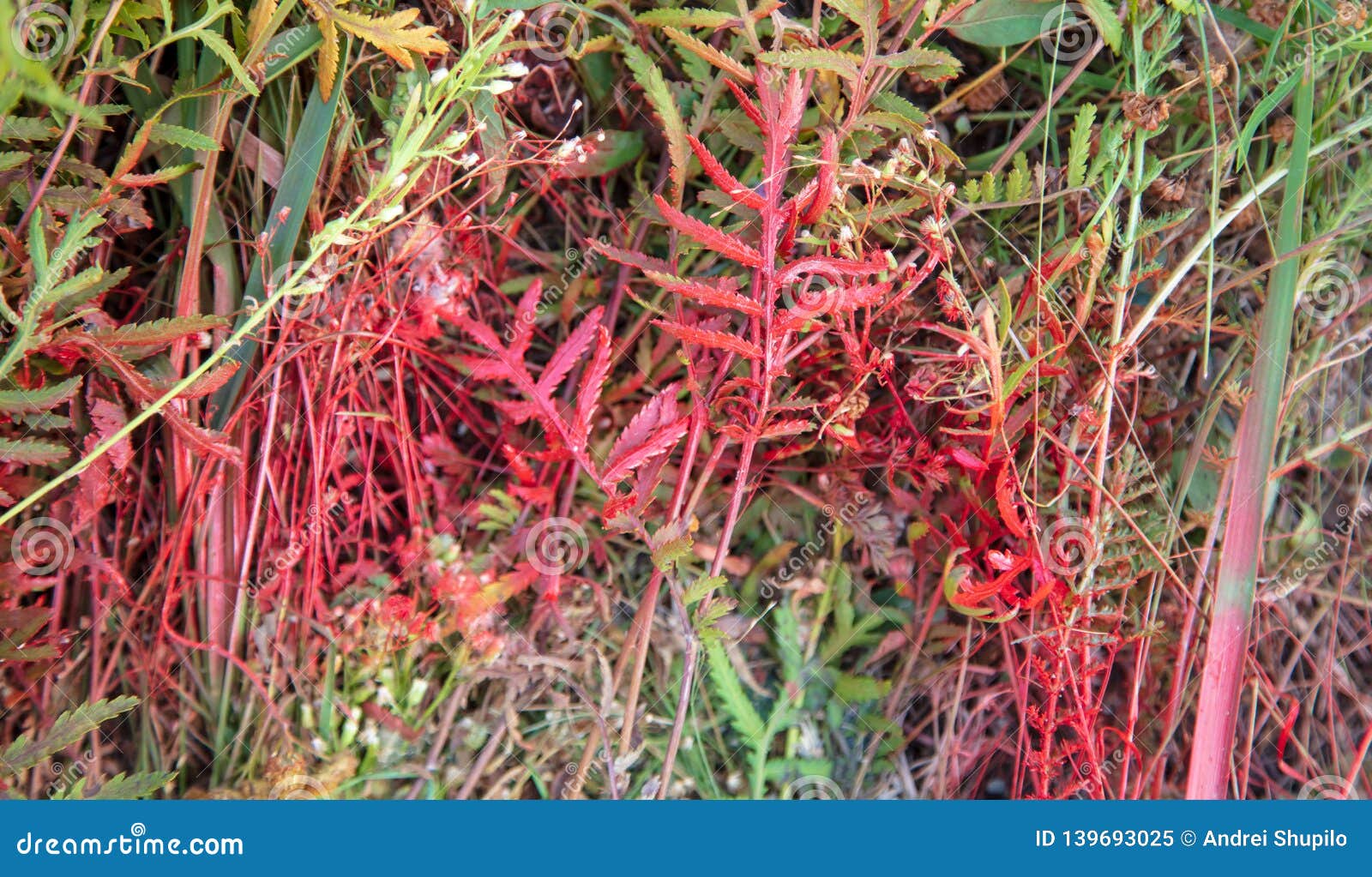 Grass Painted with Red Paint Stock Image Image of paint, landscape