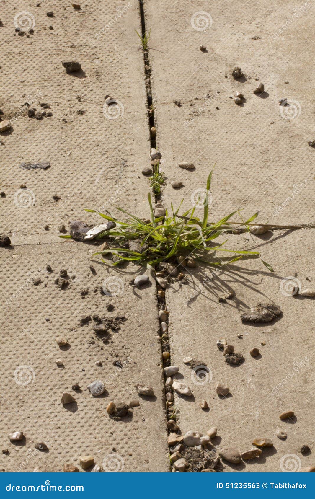 Grass in between Patio Slabs Stock Image Image of maintance, cracks