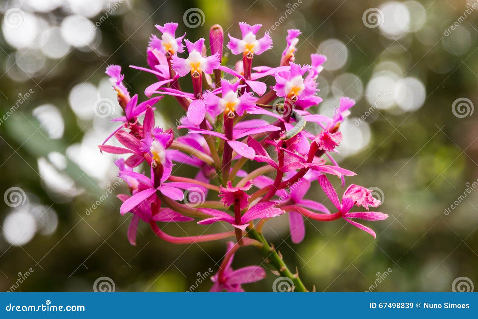Grass Pink Orchid On Garden Multiple Faces Stock Image