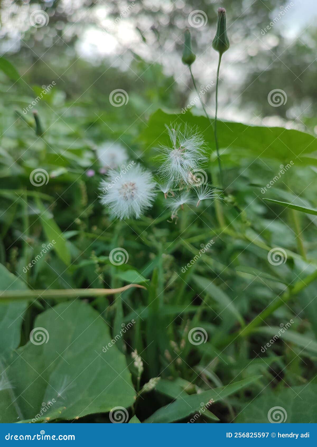 Grass Plant in the Field Blur Model Stock Image Image of blur, model