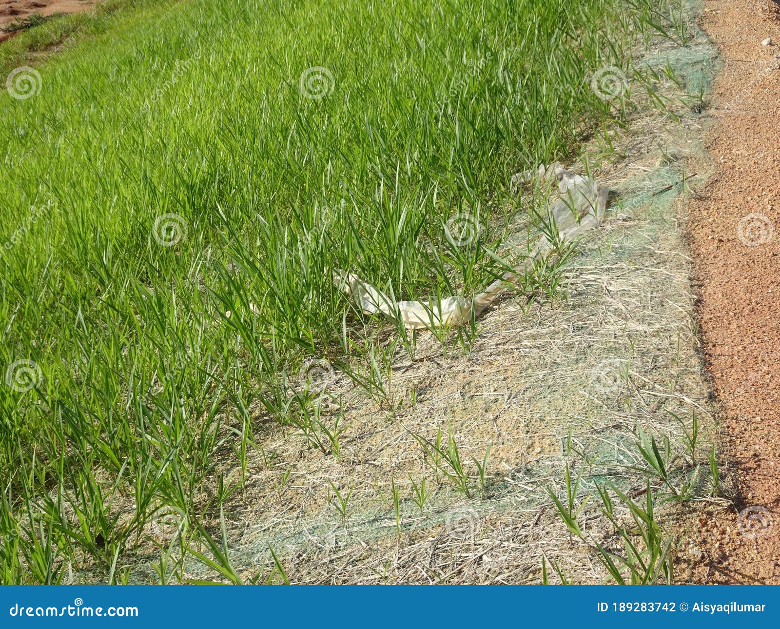 The Grass is Planted To Prevent Erosion of the Soil Slope. Stock Photo Image of destroy