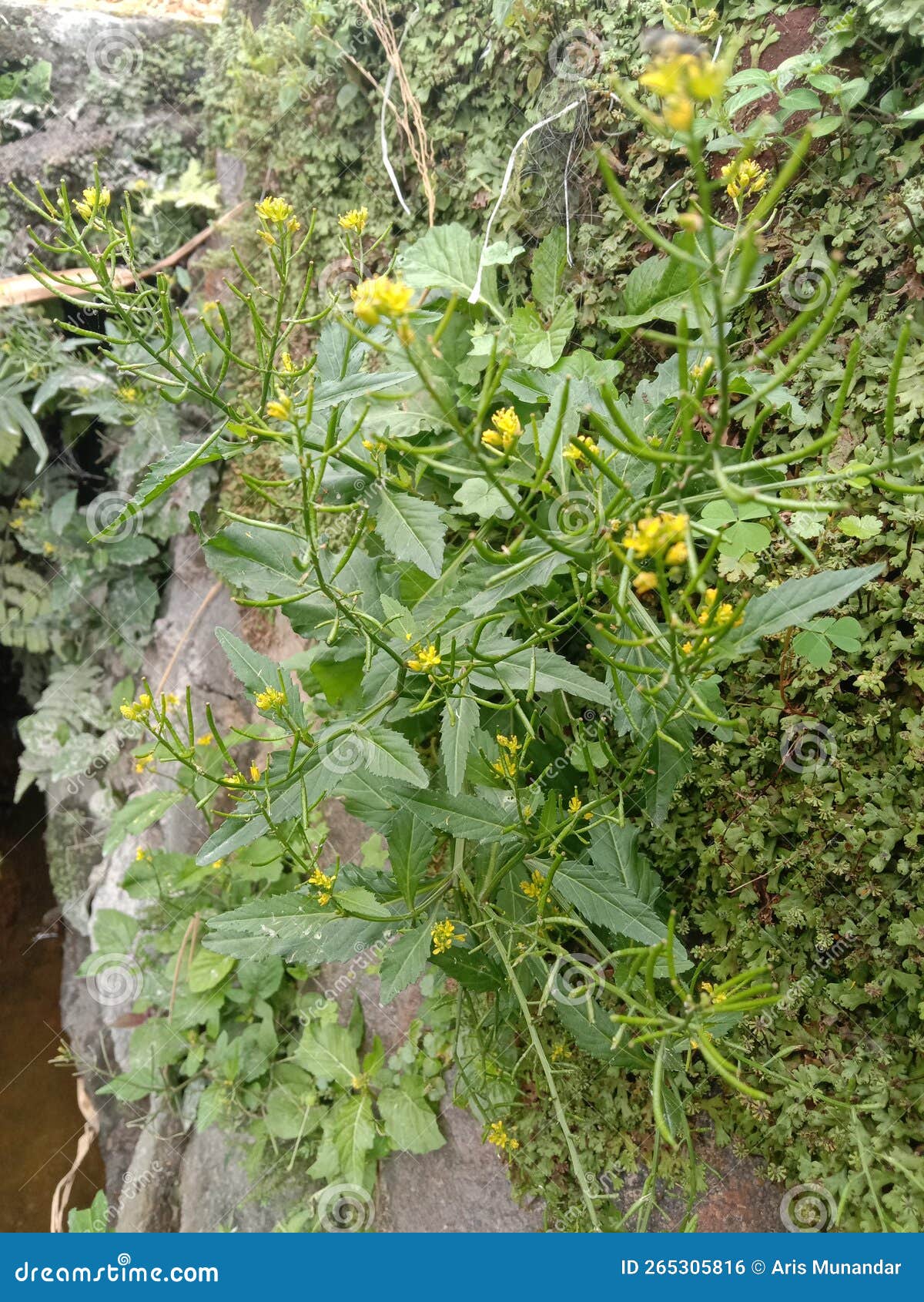 Grass Plants that Bear Fruit Like Nuts Stock Photo Image of bear