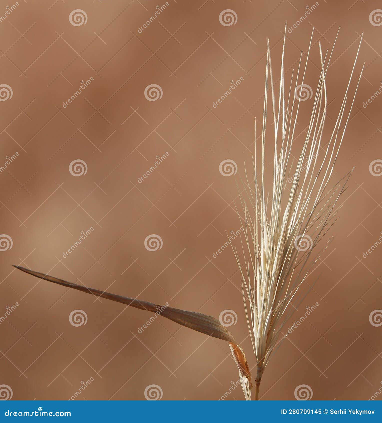 Grass Pompast Dry and Yellow with Seeds Stock Image Image of fragrant