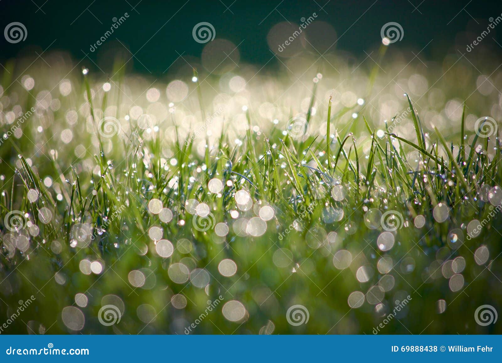 Grass with Rain Drops stock photo. Image of green, lawn 69888438