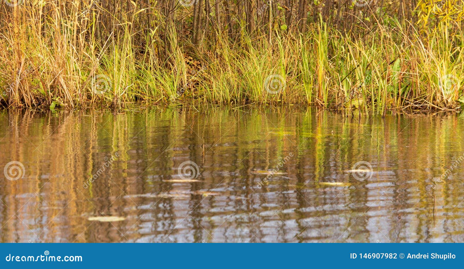 Grass and Reed with Reflection in the Pond Stock Photo Image of pond