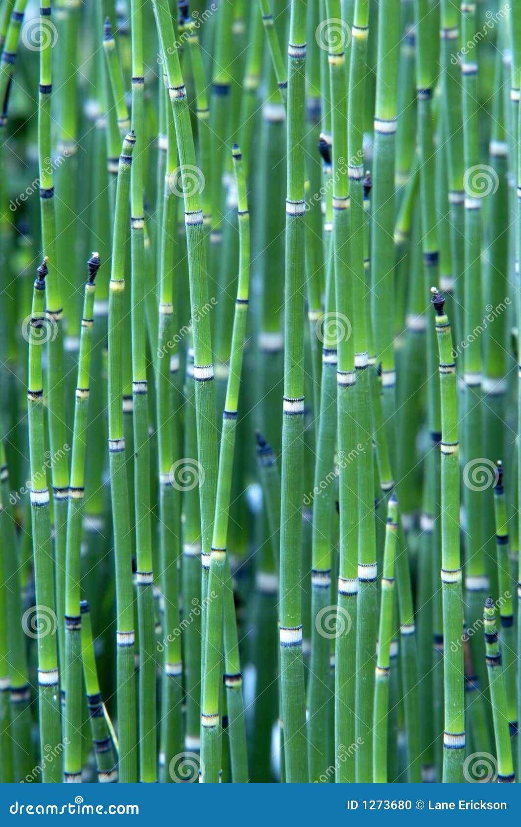 grass reeds