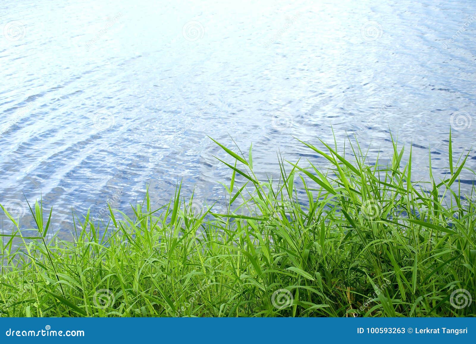 River Water in Forest, Rocky River Side Stock Photo - Image of grass,  scenery: 165302448