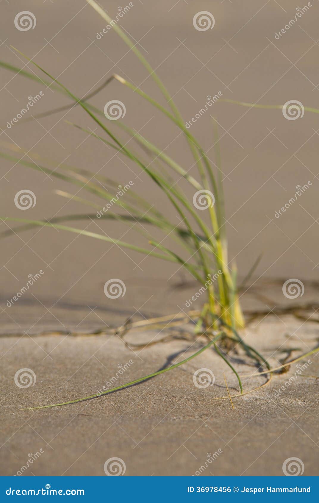 Grass and sand.GN stock photo. Image of natural, coastal 36978456
