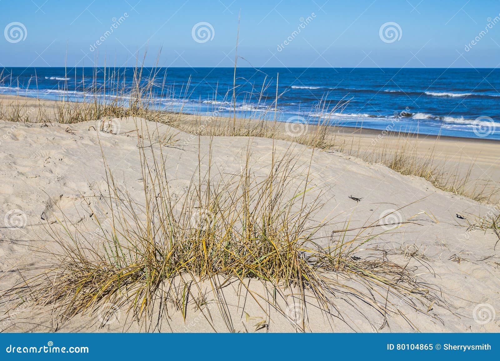 Grass on Sandbridge Beach in Virginia Beach, Virginia Stock Image