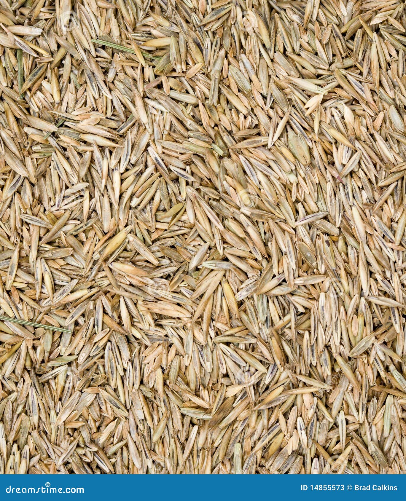 Grass seed stock image. Image of closeup, seeds, backgrounds 14855573