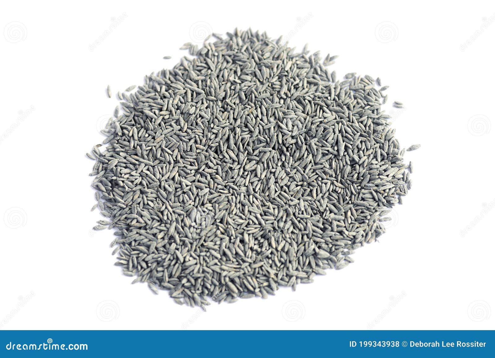 Grass seed stock photo. Image of gardener, hand, agriculture 199343938