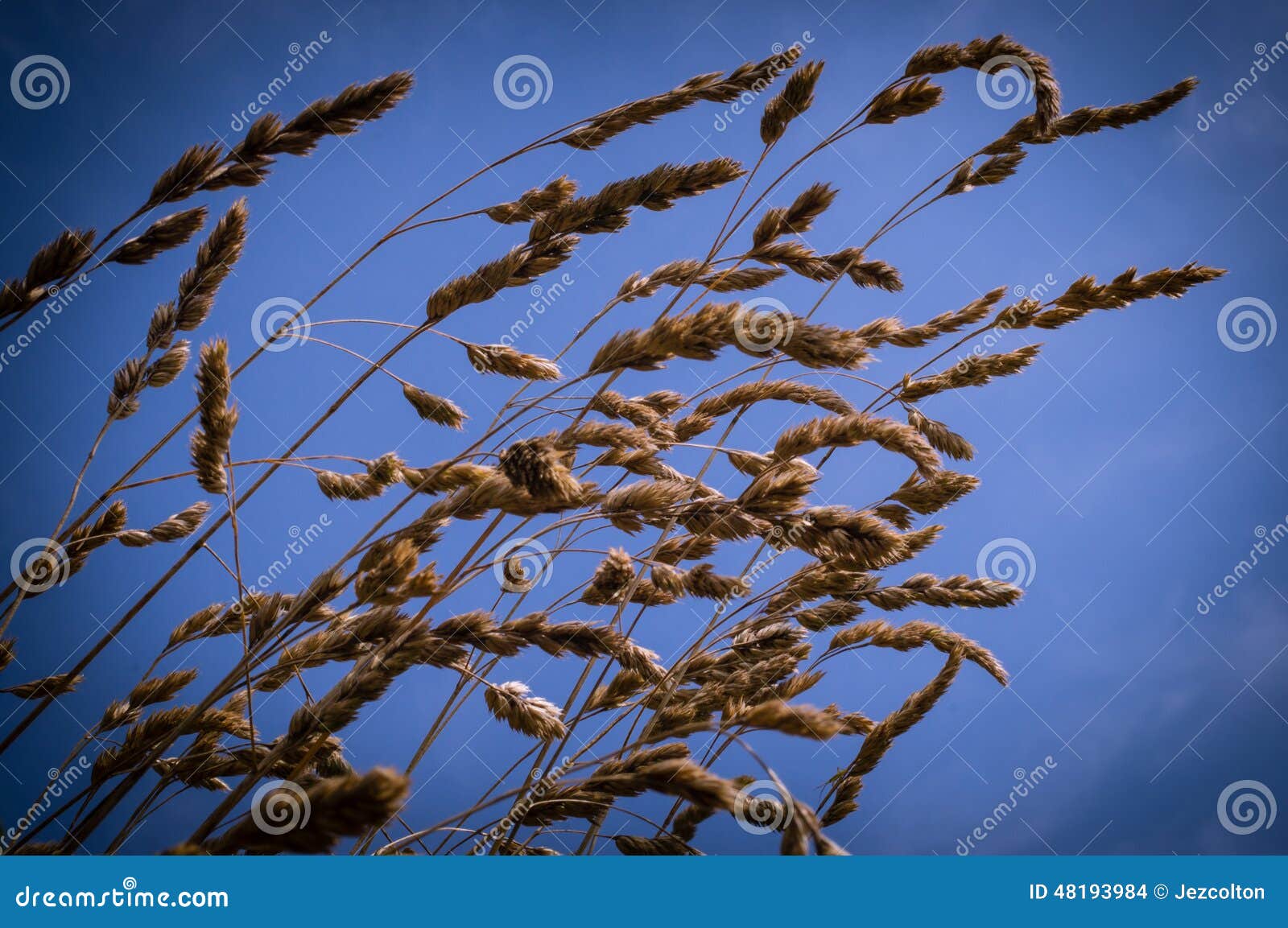 Grass Seed stock photo. Image of blue, seed, farming 48193984