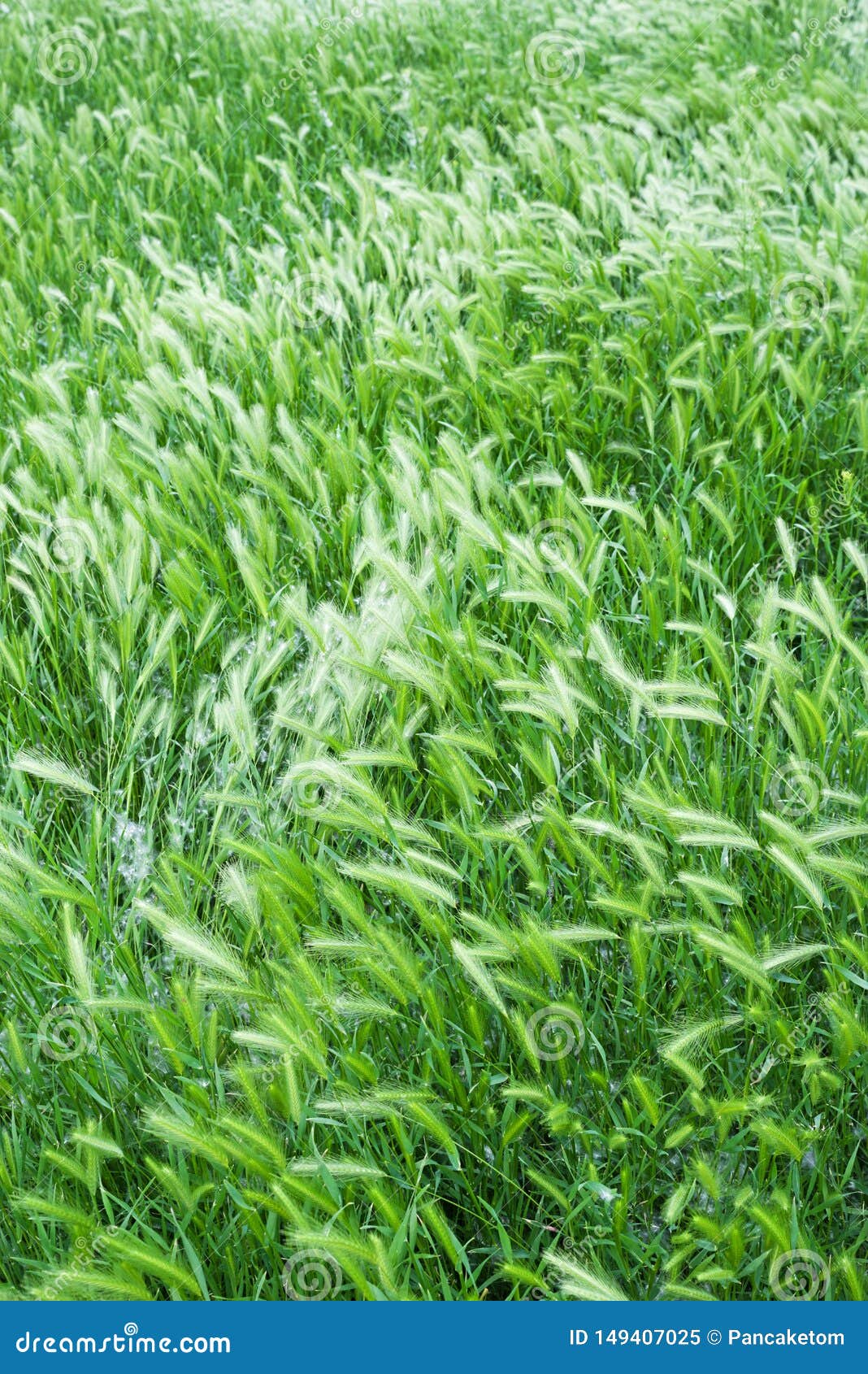 Grass Seed Heads stock image. Image of tall, long, spring 149407025