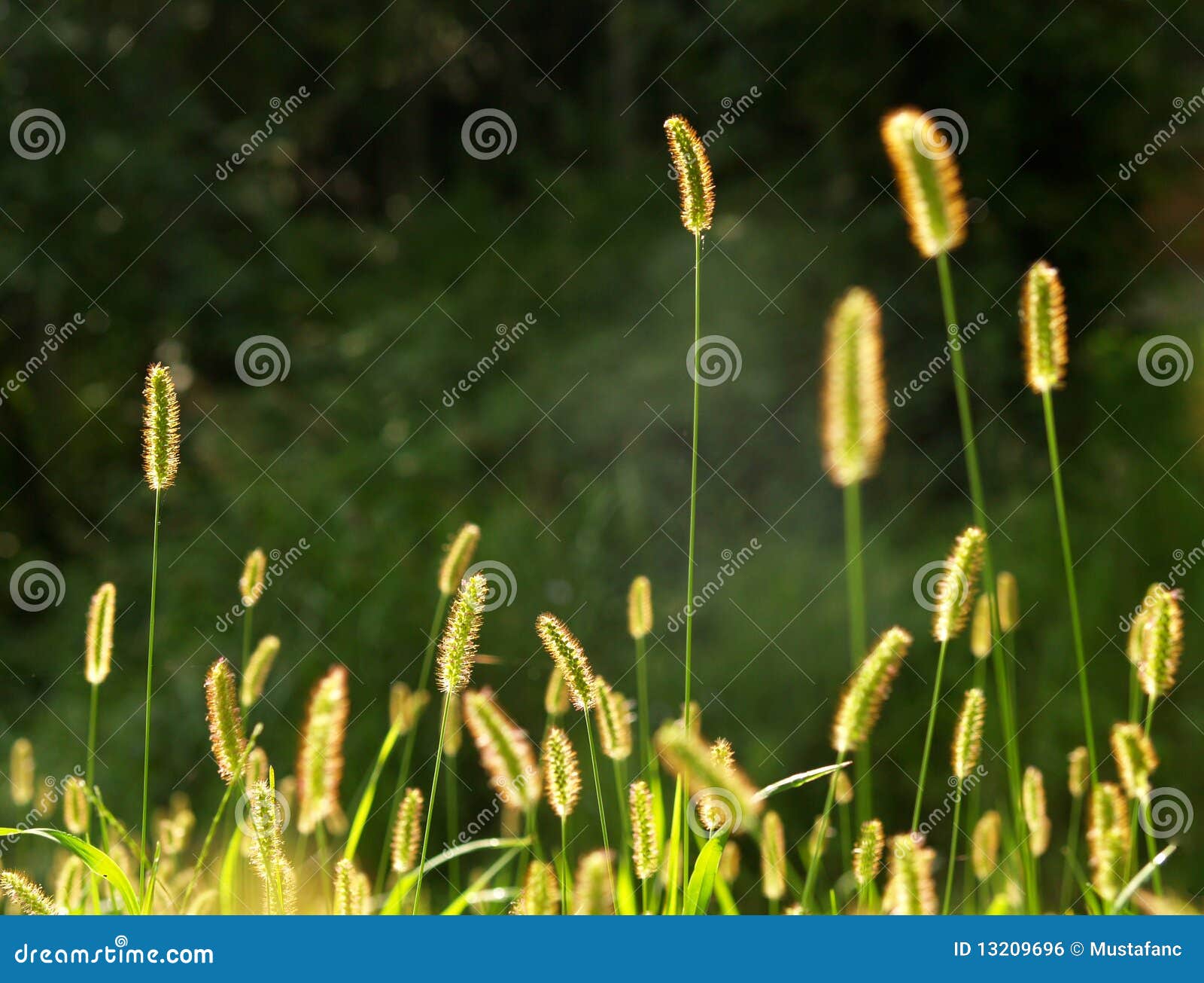 Grass seeds stock photo. Image of weed, green, summer 13209696