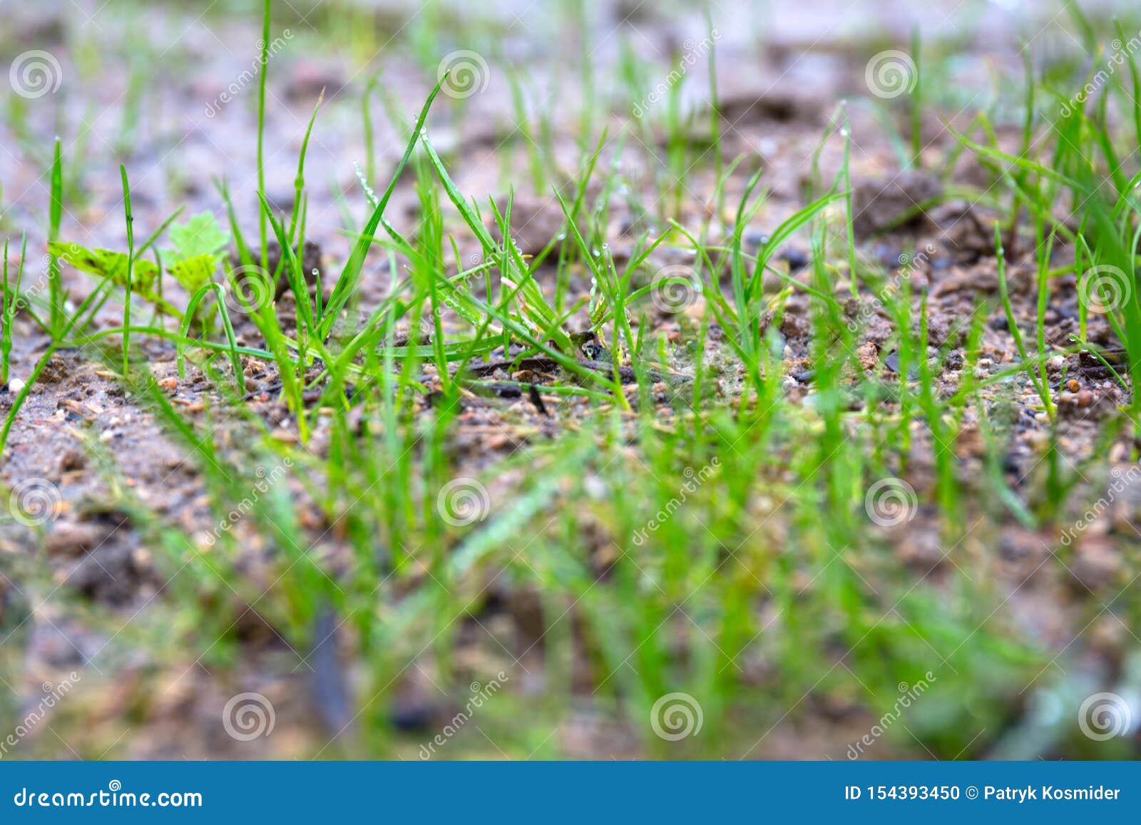 Grass Seeds Begin To Grow on the Soil in the Garden Stock Photo Image