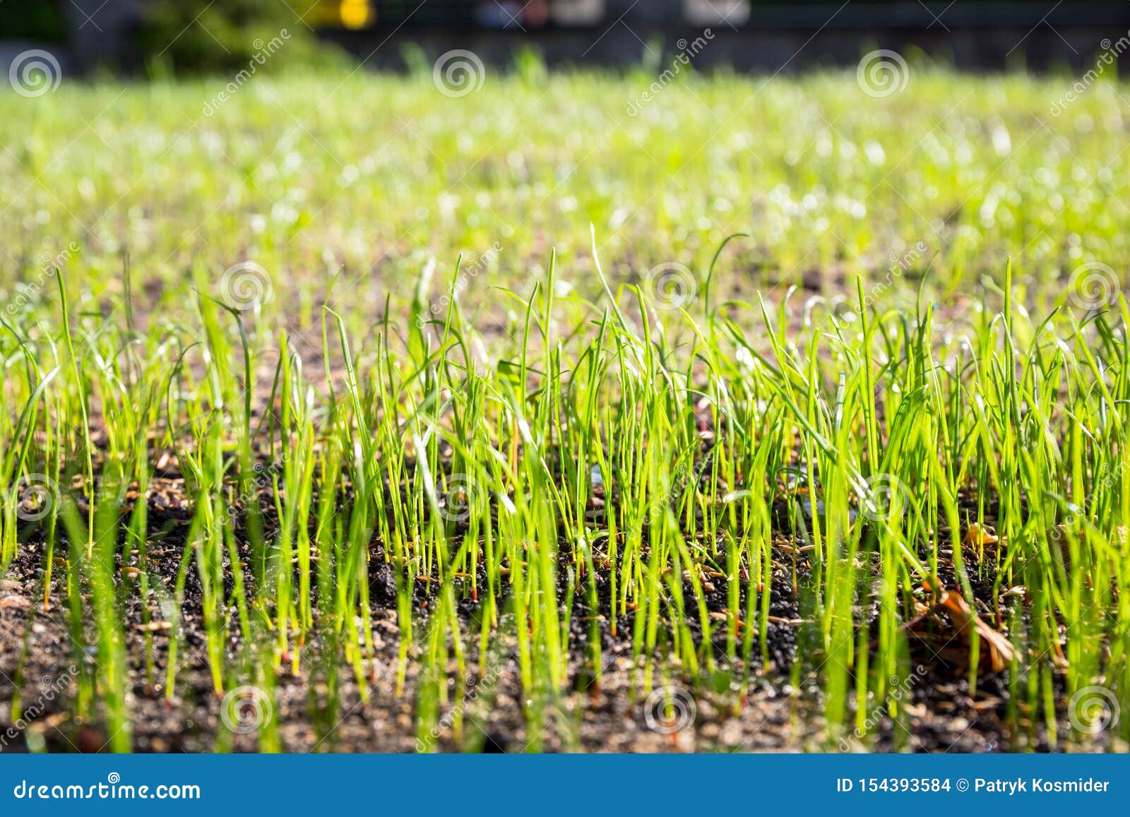Grass Seeds Begin To Grow on the Soil in the Garden Stock Photo Image