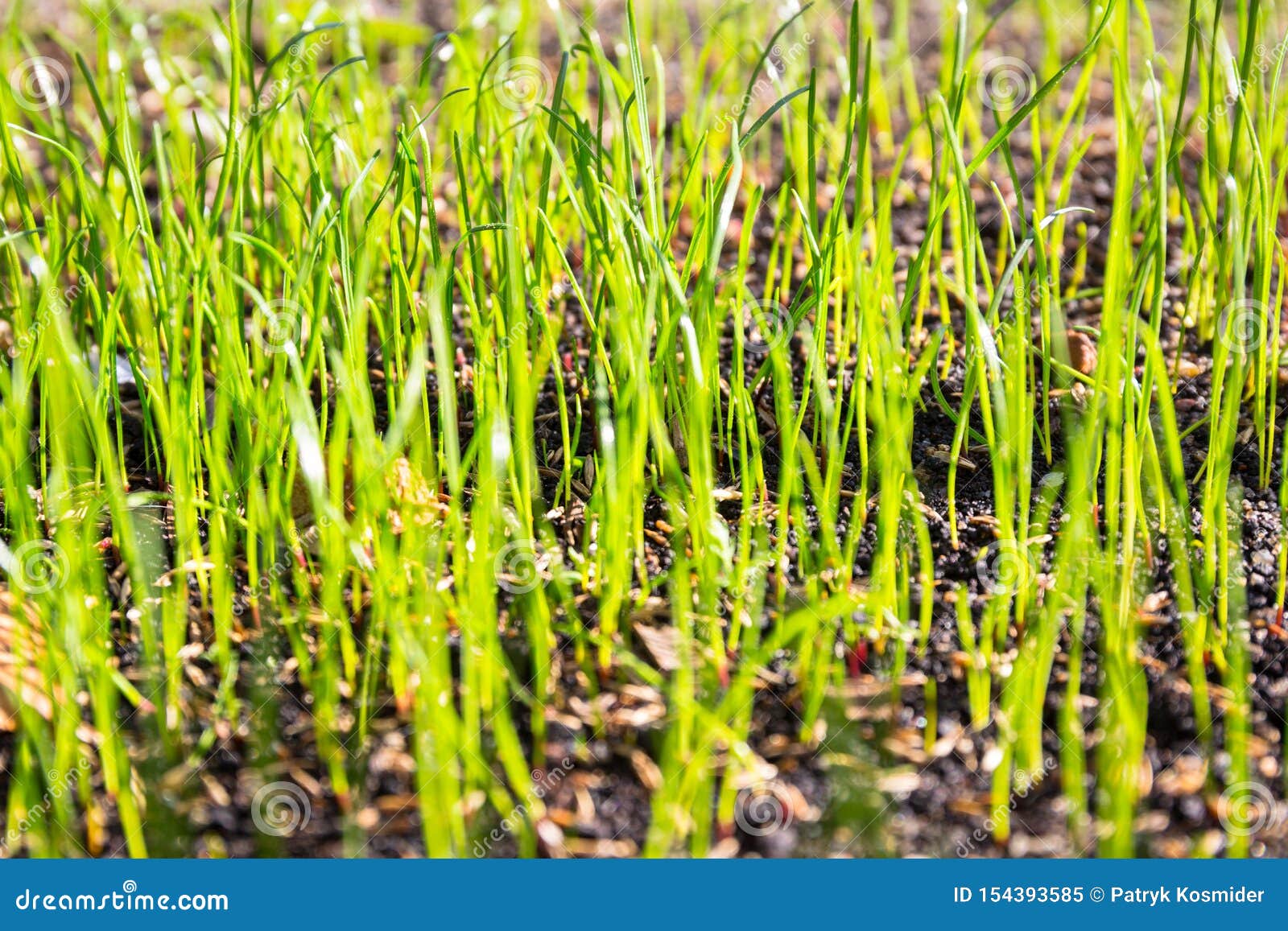 Grass Seeds Begin To Grow on the Soil in the Garden Stock Image Image