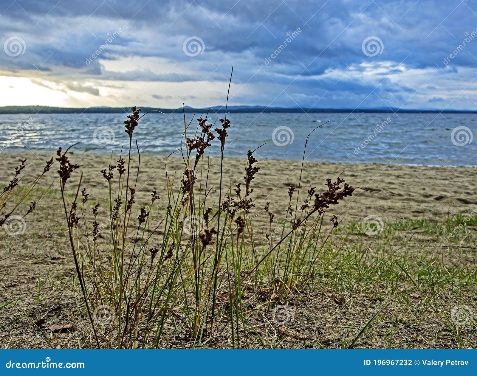 grass on the shore of the evening lake in inclement weather, lake uvildy