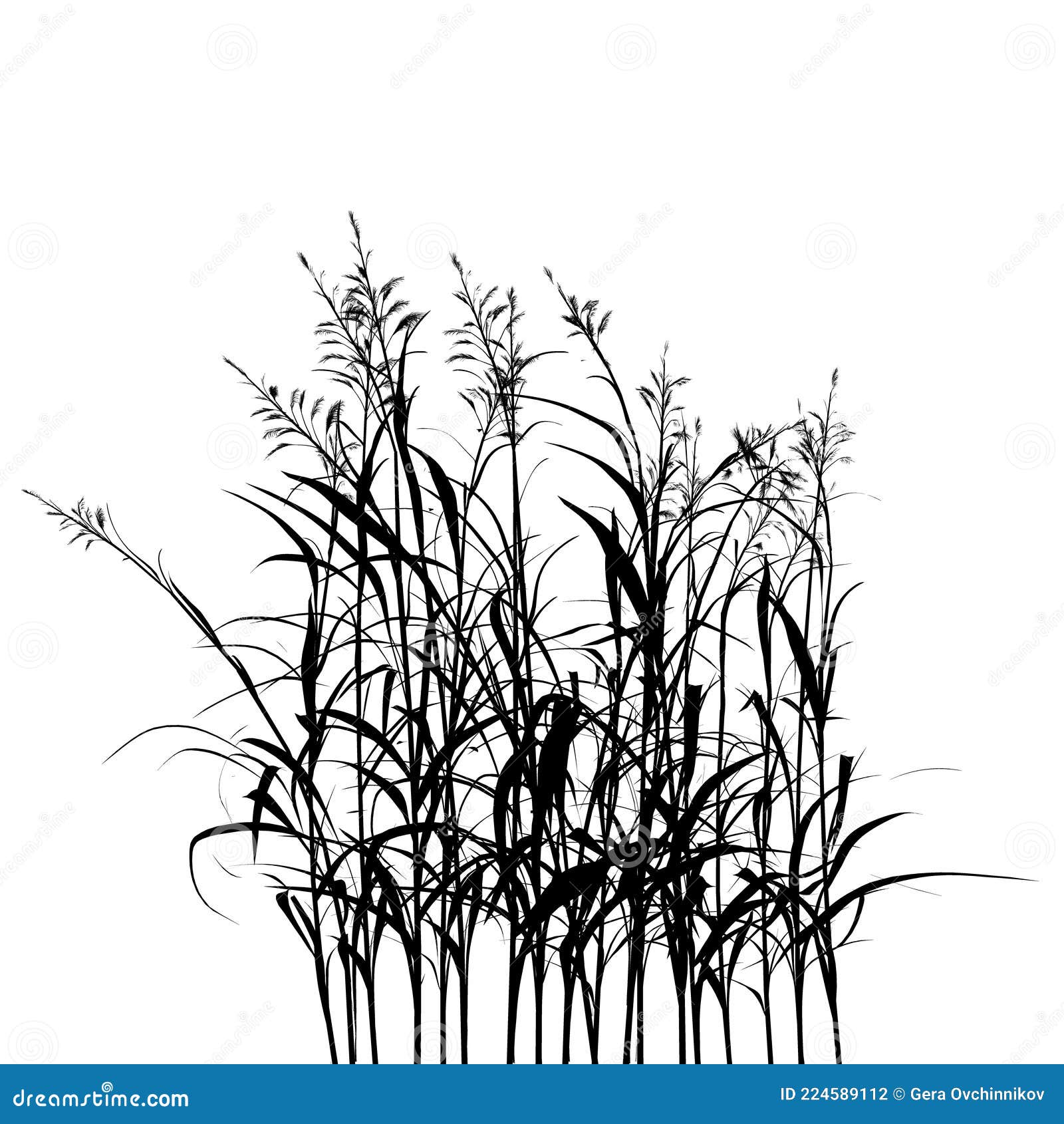 Grass Silhouette Isolated on White Background. Vector Illustration ...