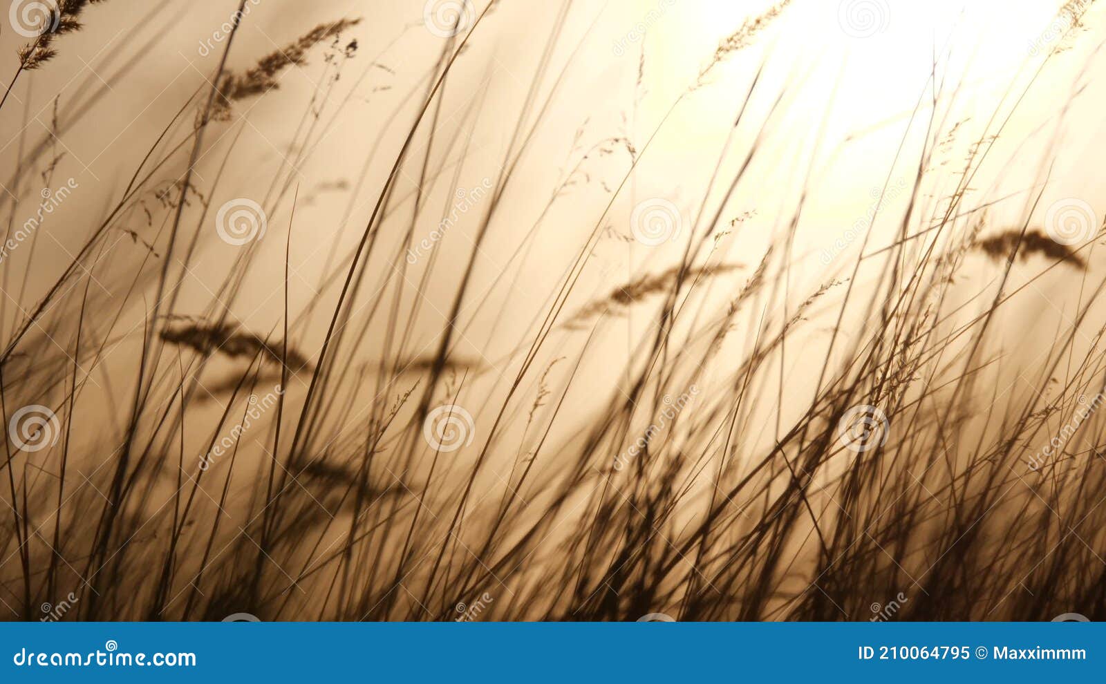 Download Grass Silhouette At Sunset Ears Of Lifestyle Wild Grass A Silhouette Evening Nature Background Concept Field In The Stock Video Video Of Autumn Summer 210064795
