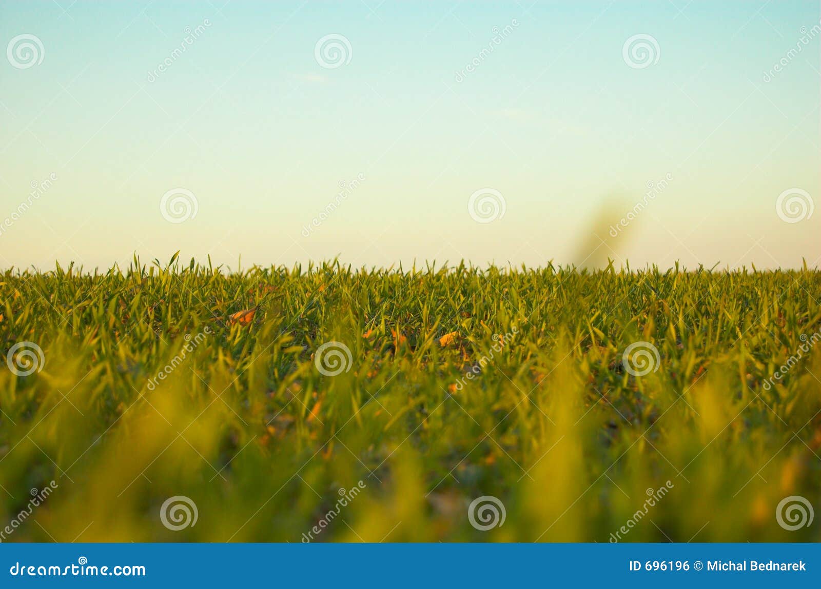 Grass and sky stock photo. Image of blue, horizontal, wallpaper 696196