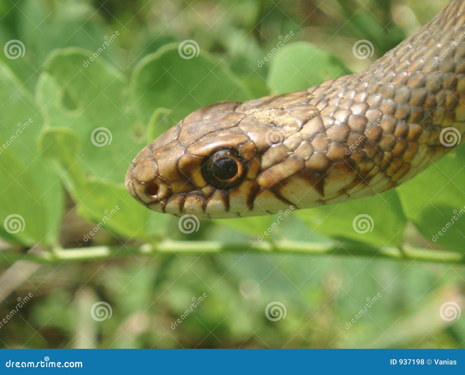 grass snake