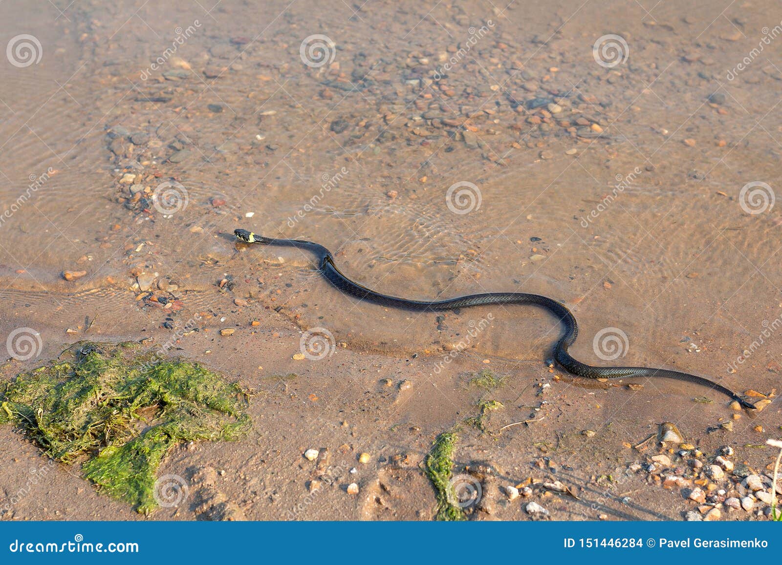 grass snake, european non-poisonous snake in natural habitat