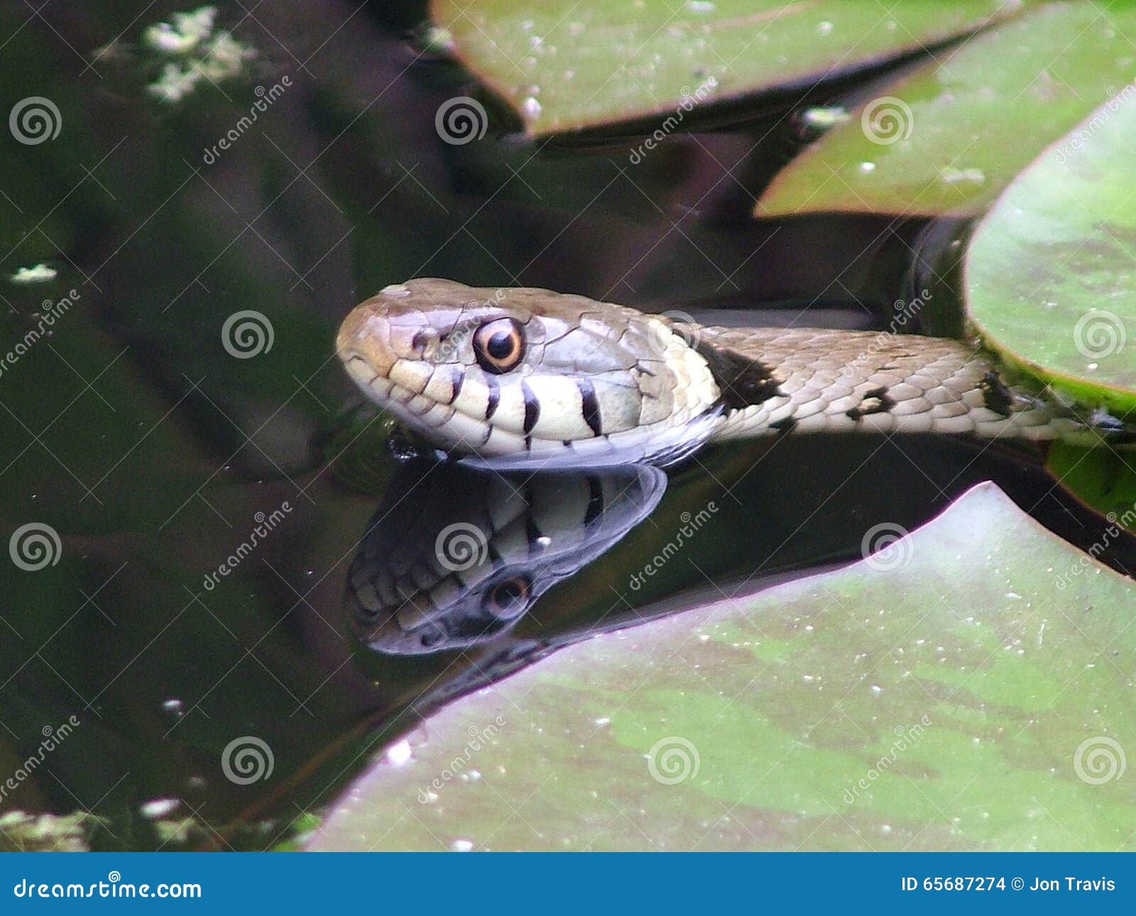 Grass snake in garden pond stock photo. Image of pond 65687274