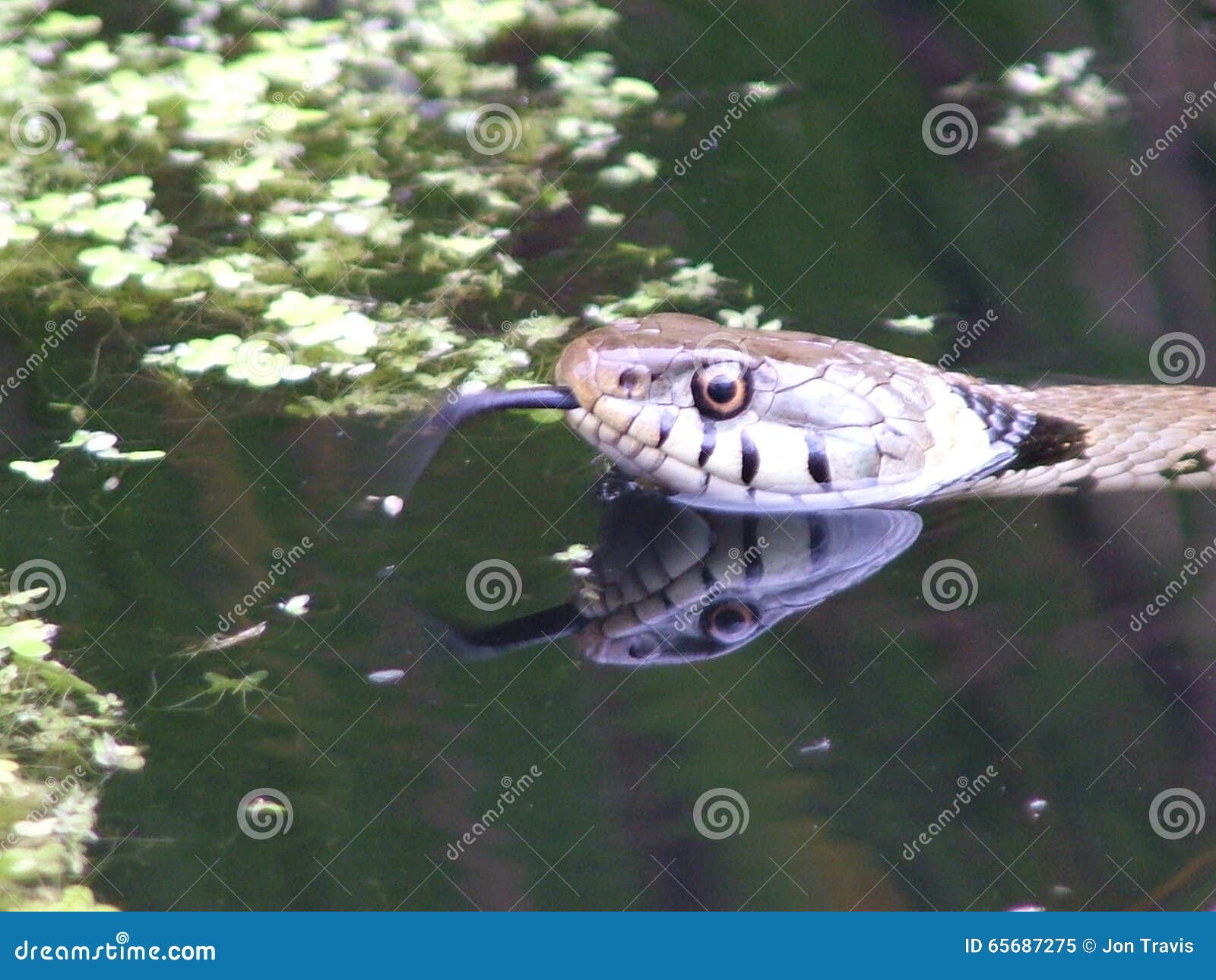 Grass snake in garden pond stock image. Image of head 65687275
