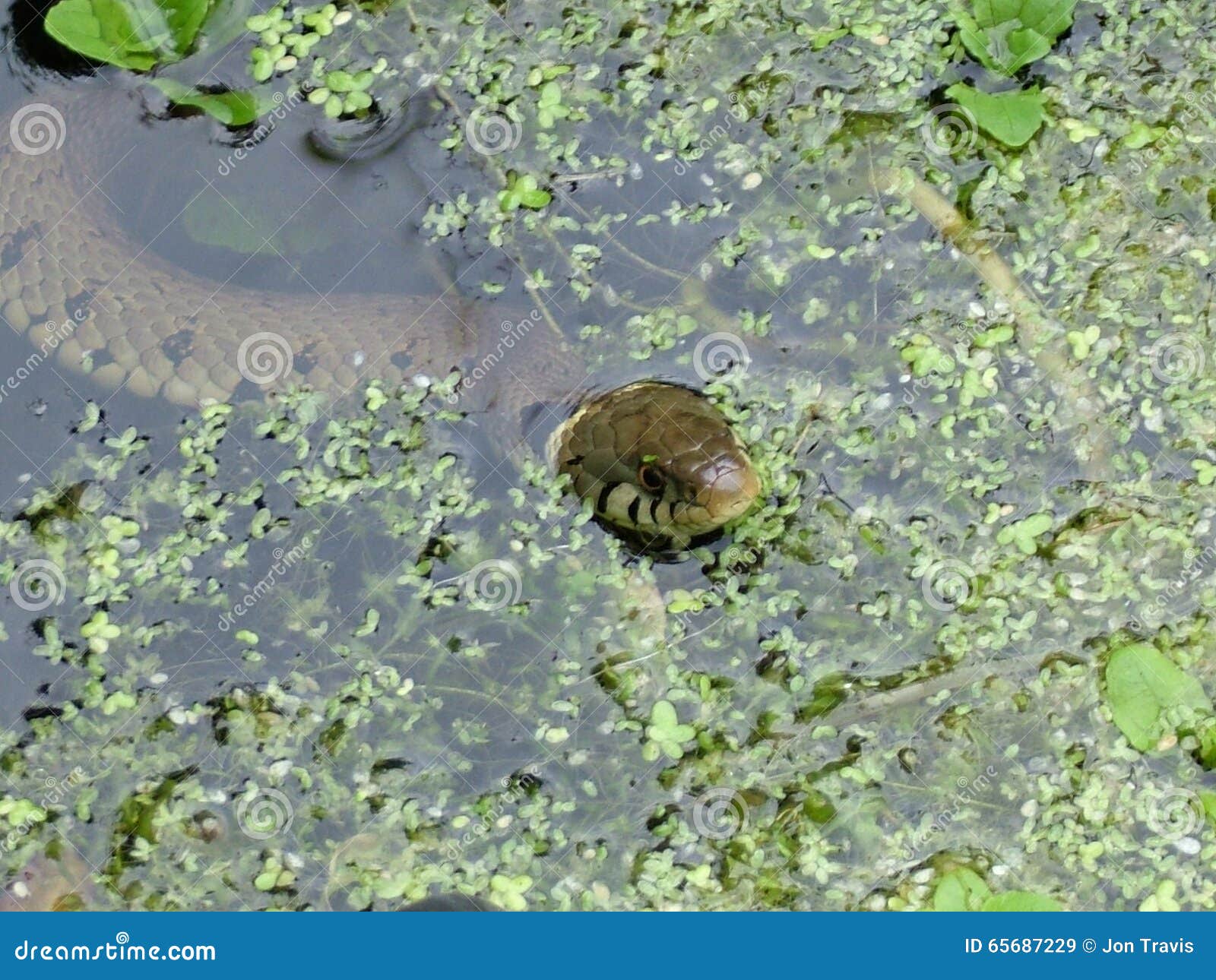 Grass snake in garden pond stock image. Image of water 65687229