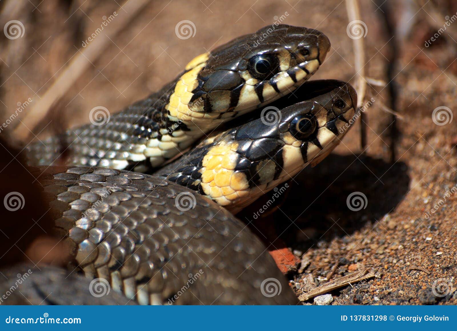 grass snake, lat. natrix natrix. snakes, the first day of activity after hibernation. natural habitat