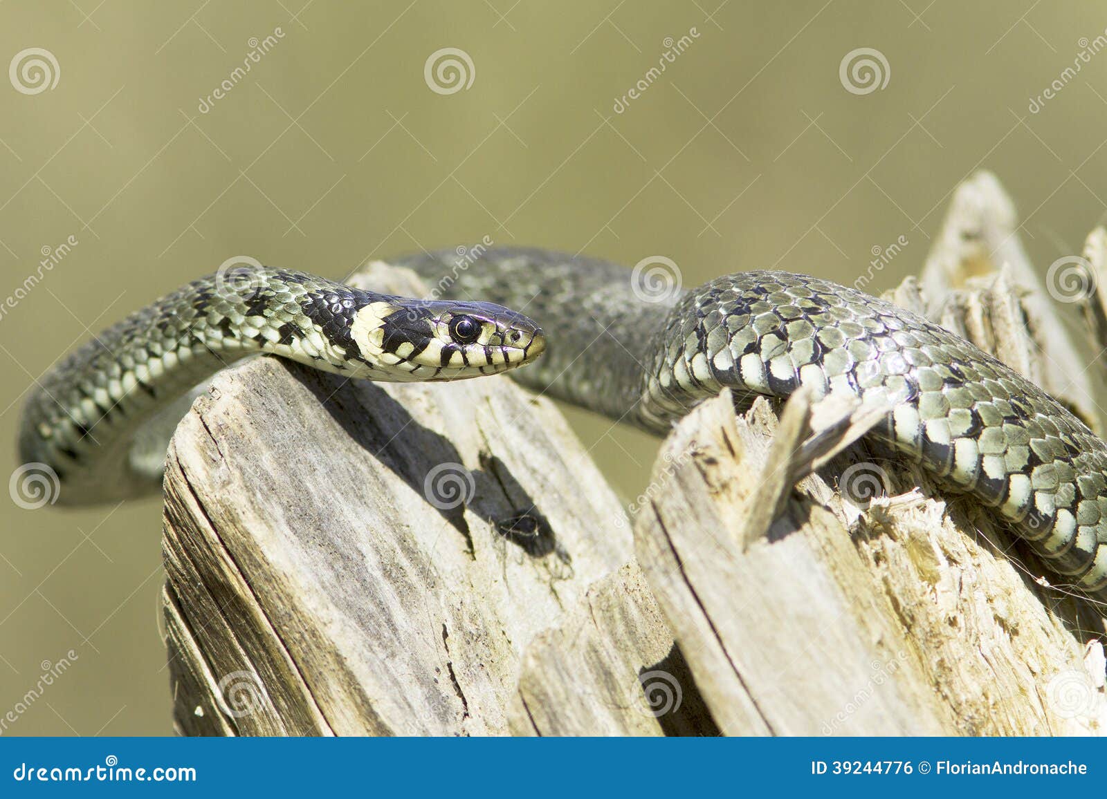 Grass snake / Natrix Natrix. Grass snake in natural habitat / Natrix Natrix