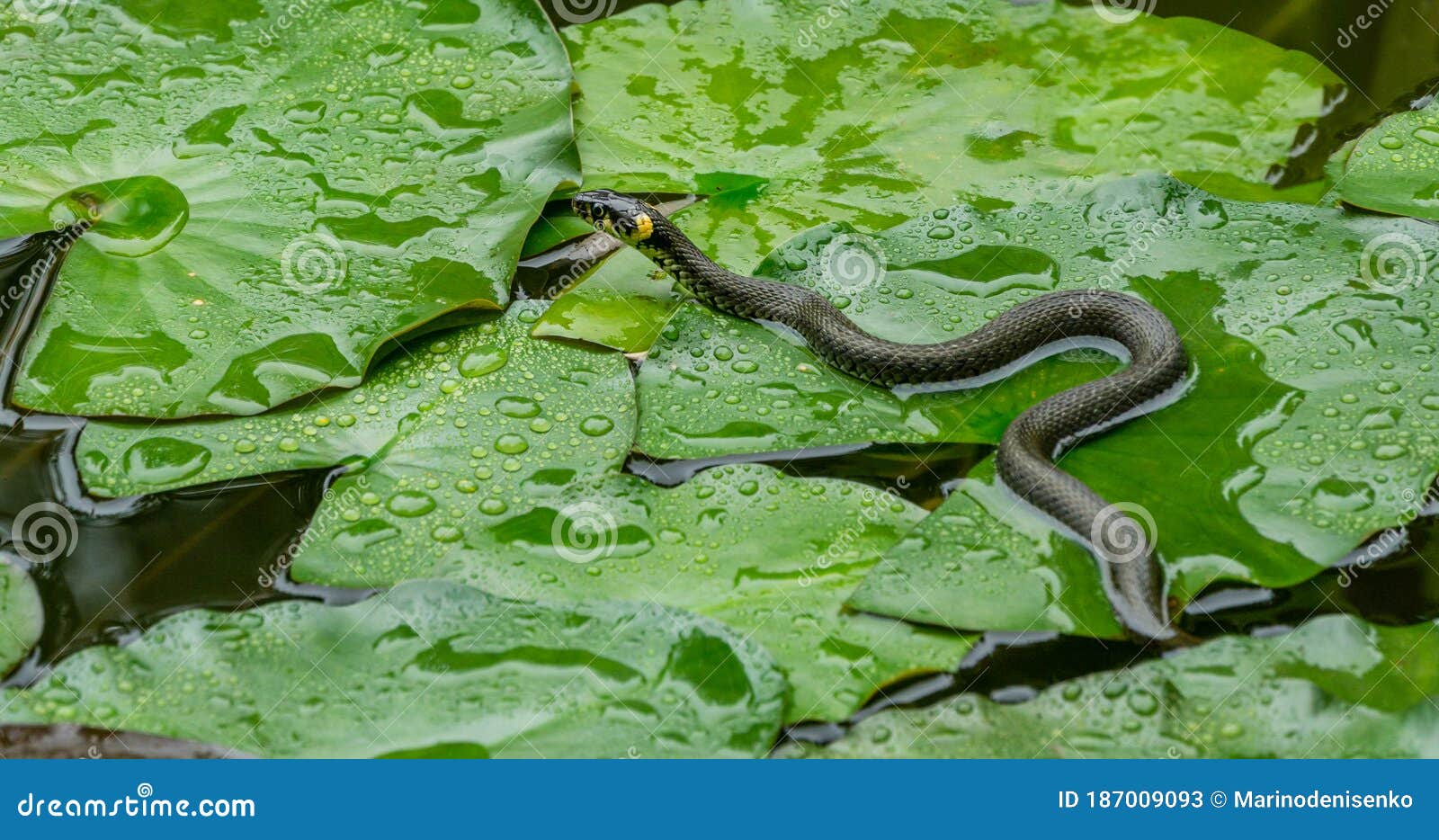 the grass snake natrix natrix persa ringed or water snake lying on leaves water lily leaves and preys on frogs in garden pond