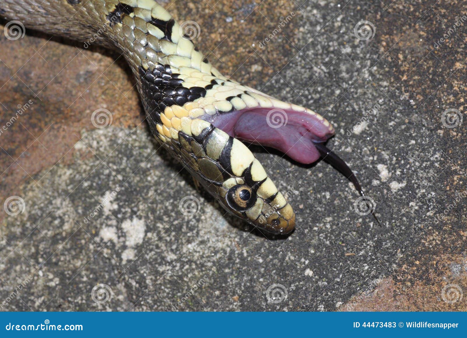 Stock photo of Grass snake (Natrix natrix) juvenile playing dead