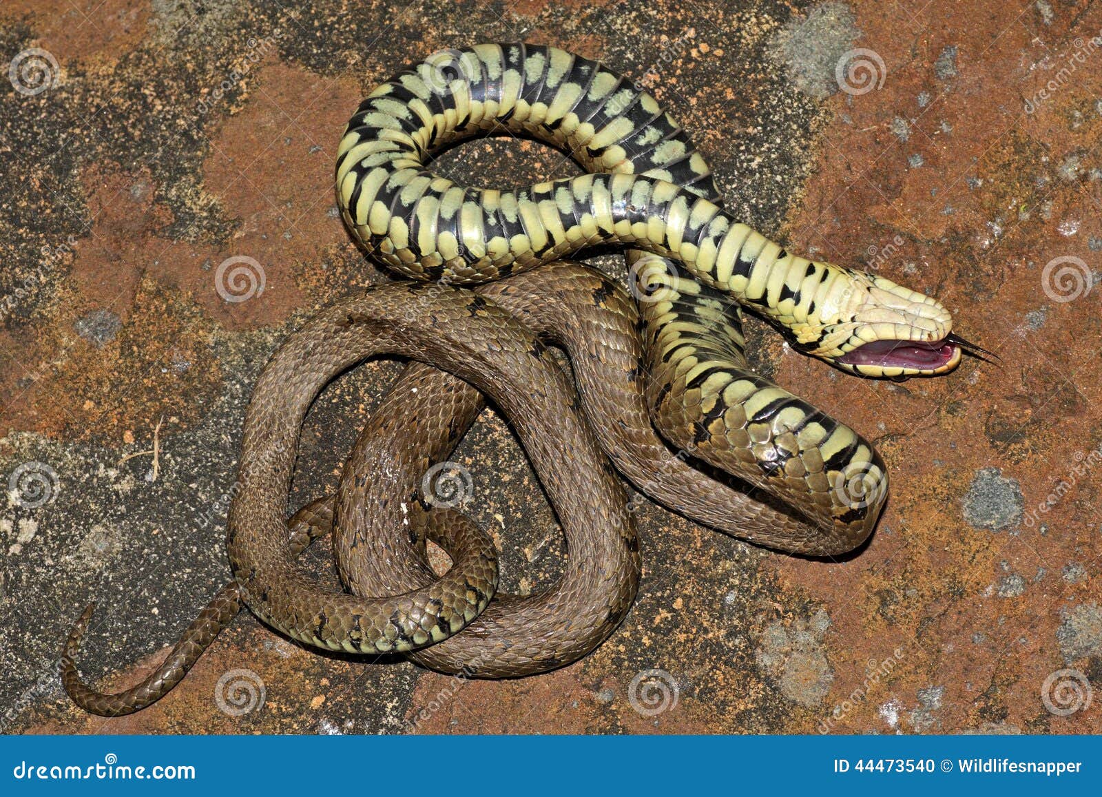 Stock photo of Grass snake (Natrix natrix) juvenile playing dead