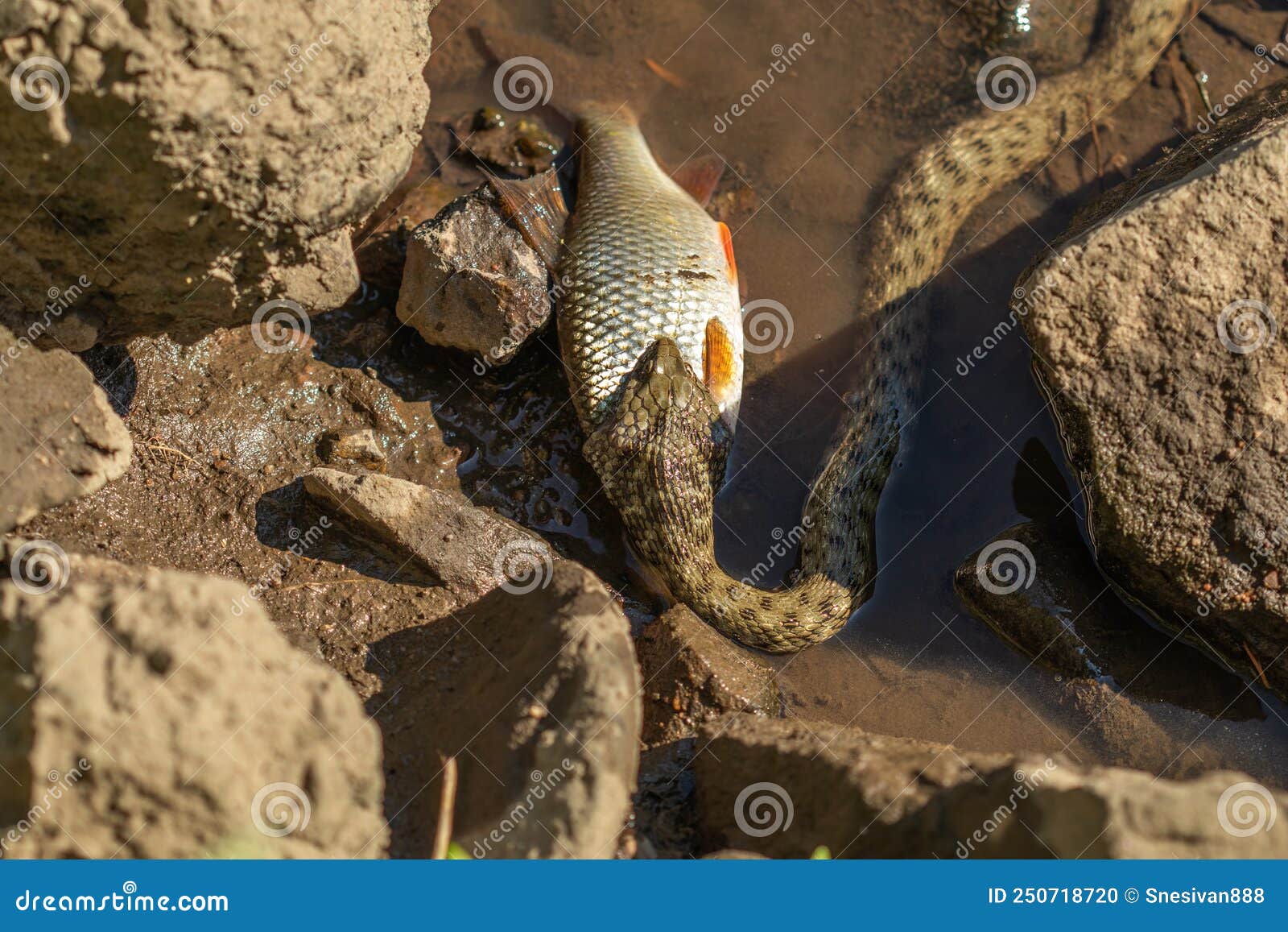 Grass Snake Strike. Grass Snake, Sometimes Called the Ringed Snake or