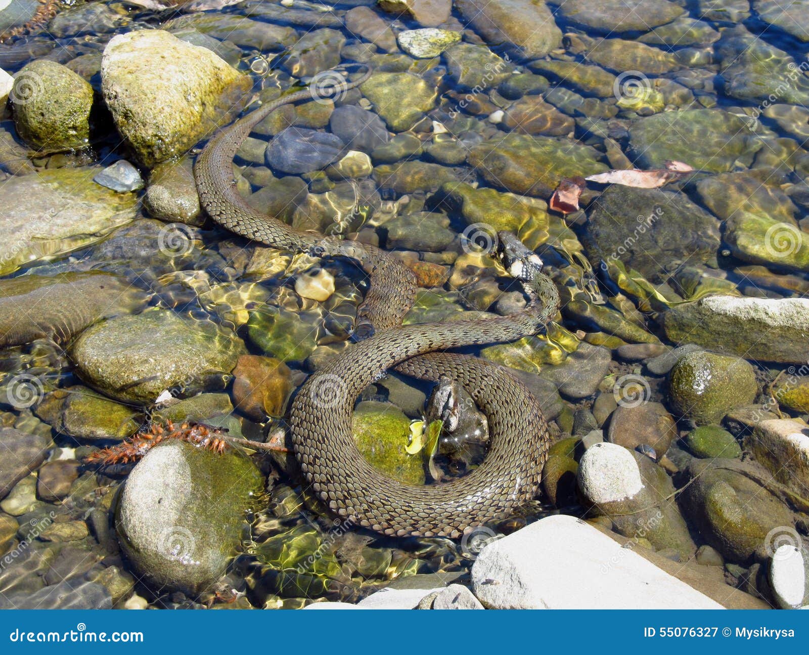 Grass snake in the water stock image. Image of river - 55076327