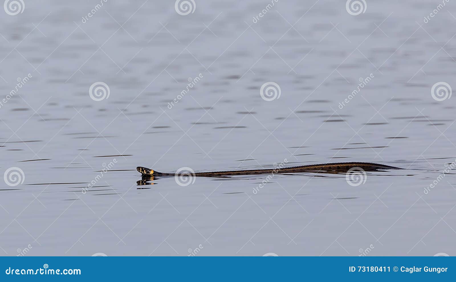 Grass Snake on Water stock image. Image of swimming, poisonous - 73180411
