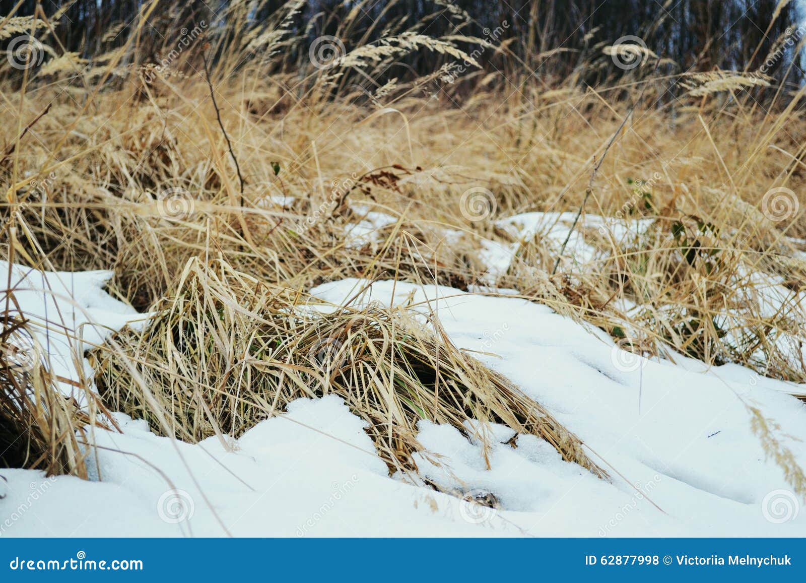 Grass and snow stock photo. Image of winter, herb, nature 62877998