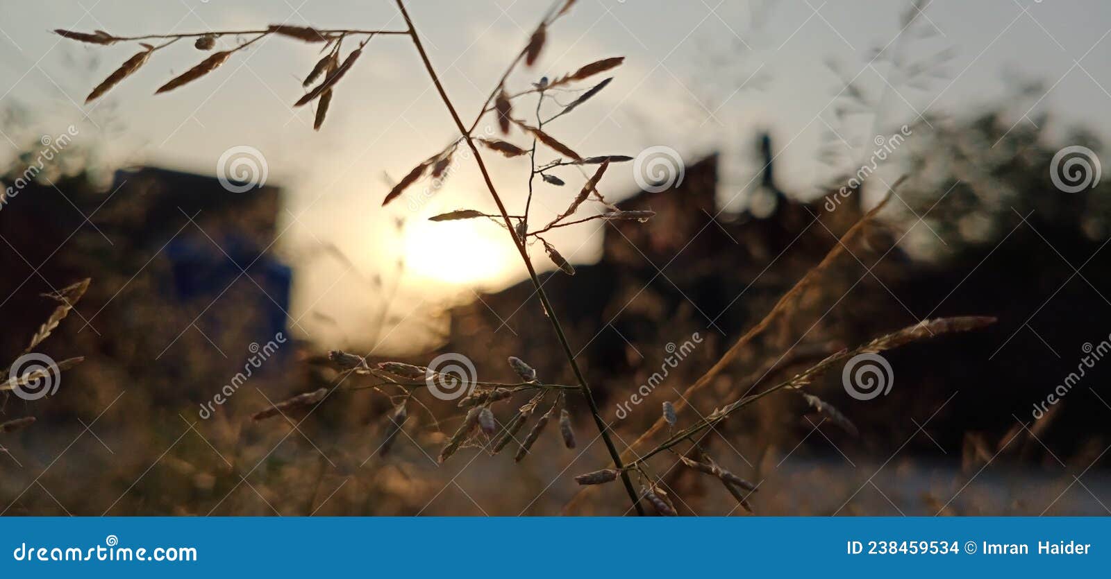 grass with soft sun light