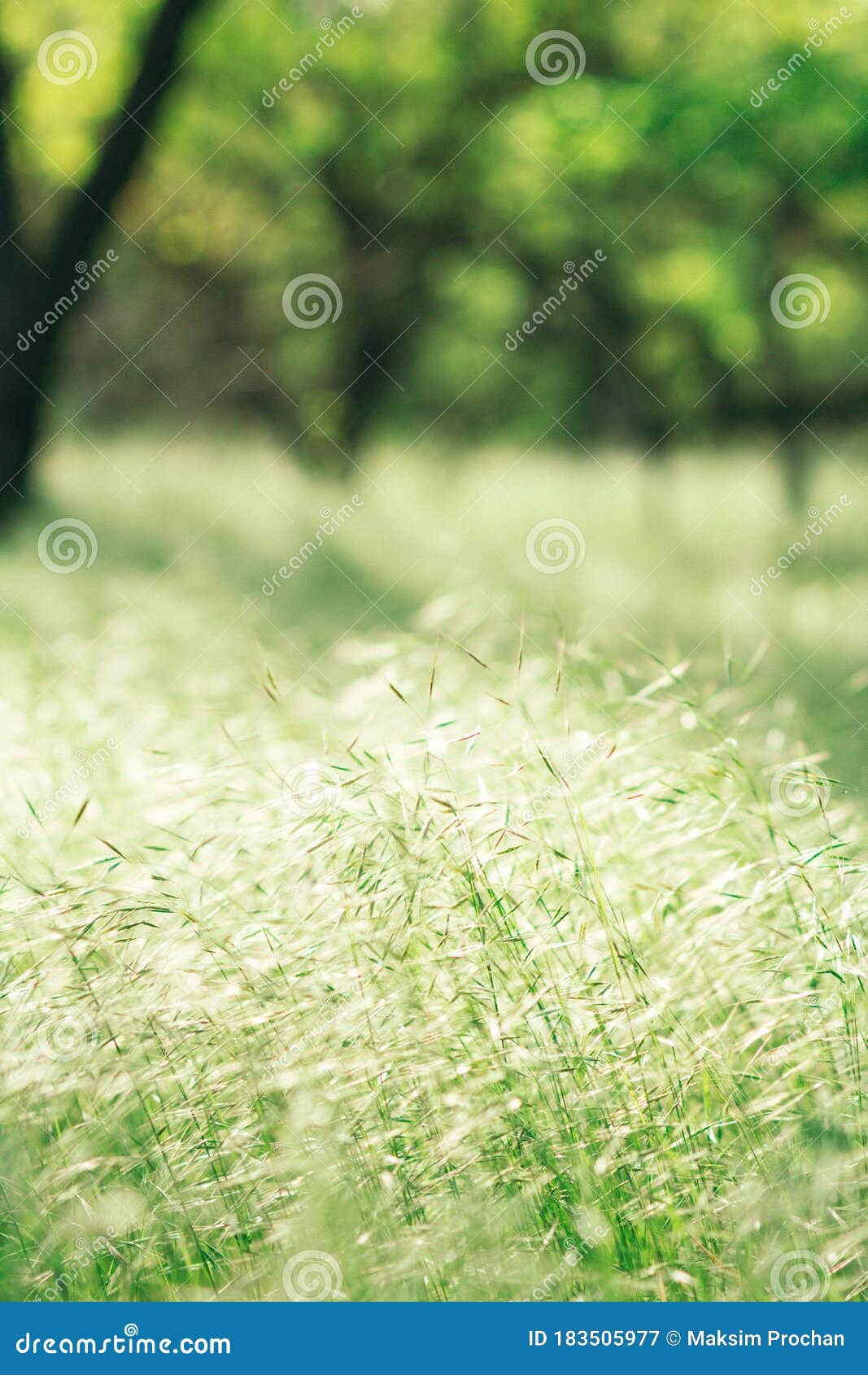 Grass Spikelets on a Sun-drenched Forest Glade on a Blurred Background