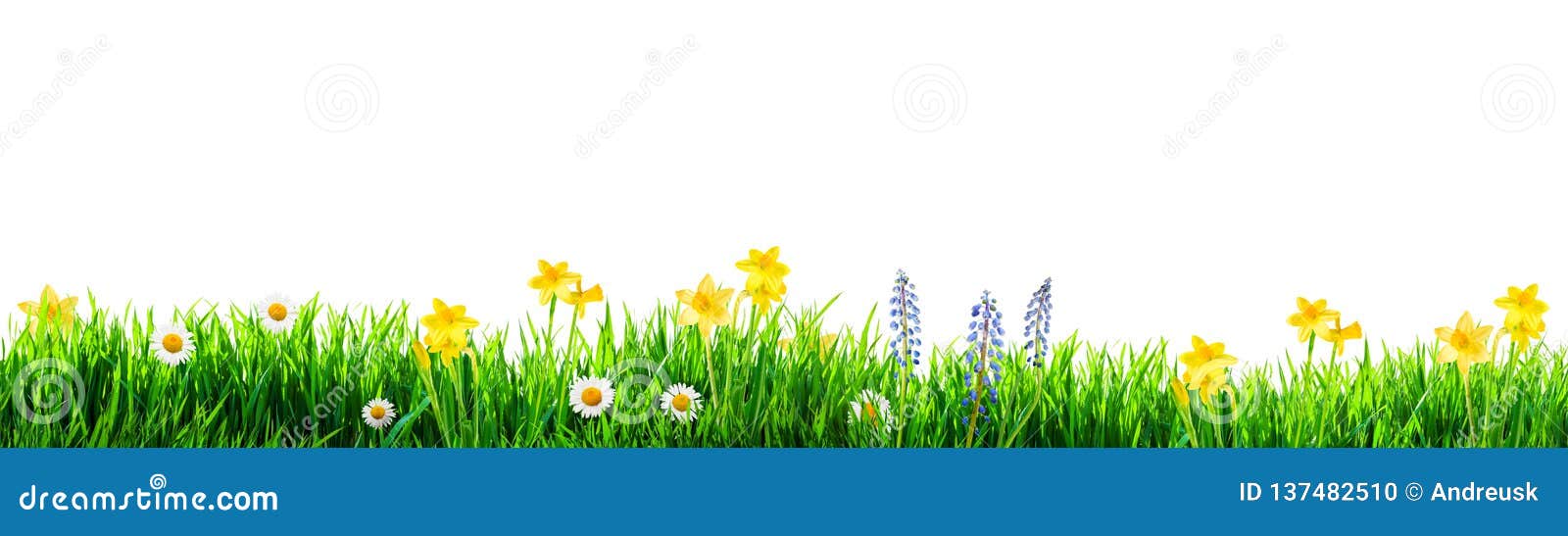 grass and spring flowers background