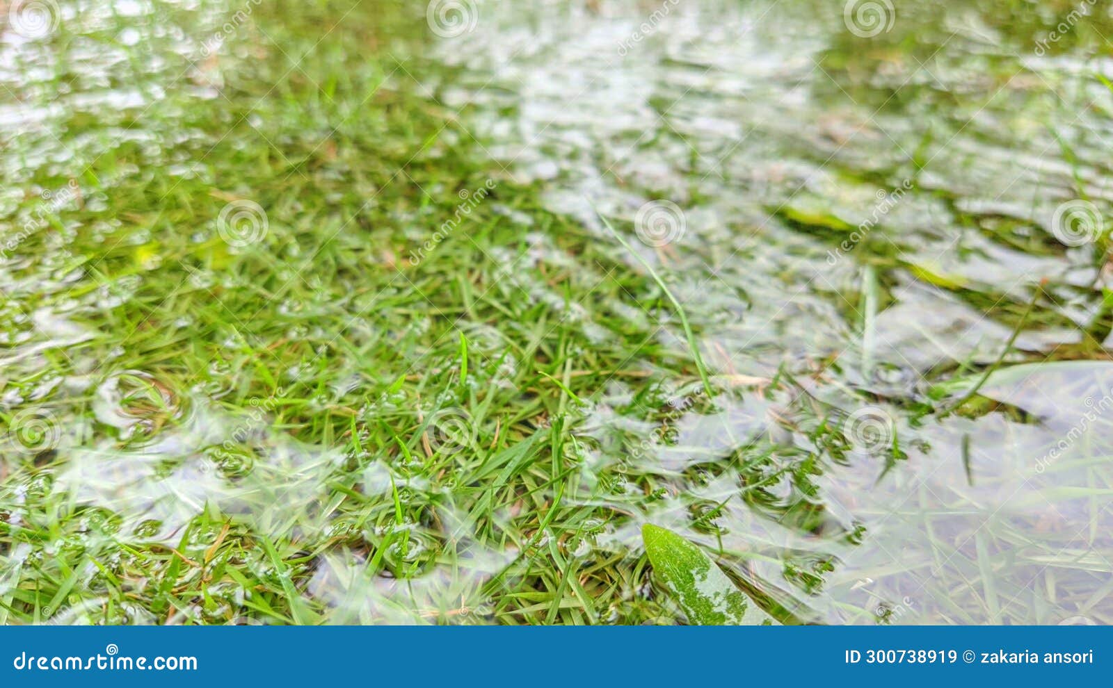 Grass and Stagnant Water in the Garden Area Stock Image Image of
