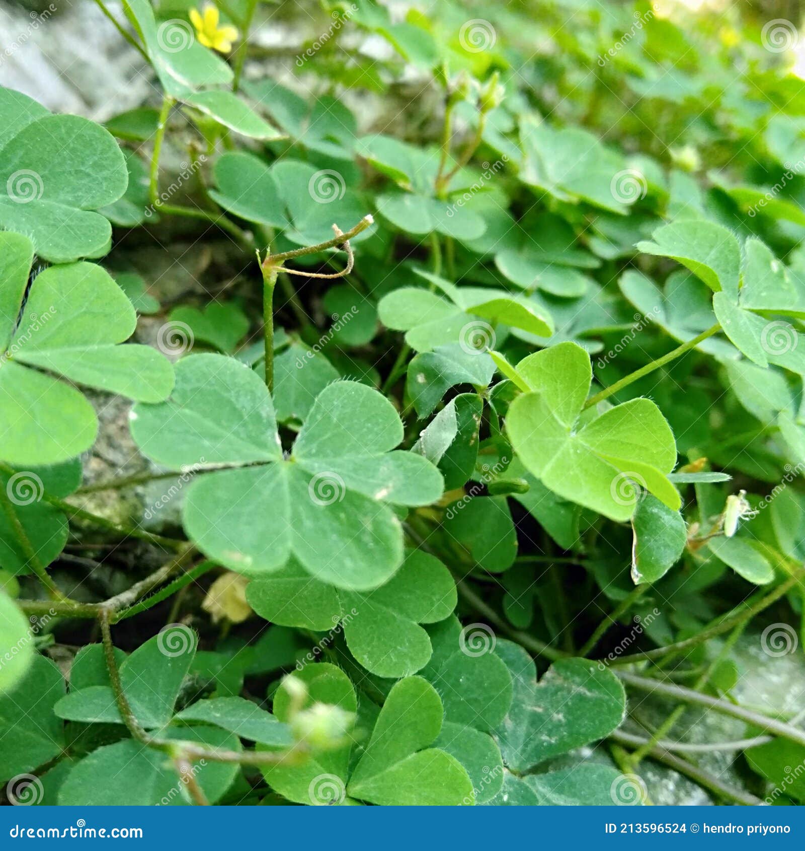 The Grass that Starts To Turn Green in the Spring Stock Photo Image