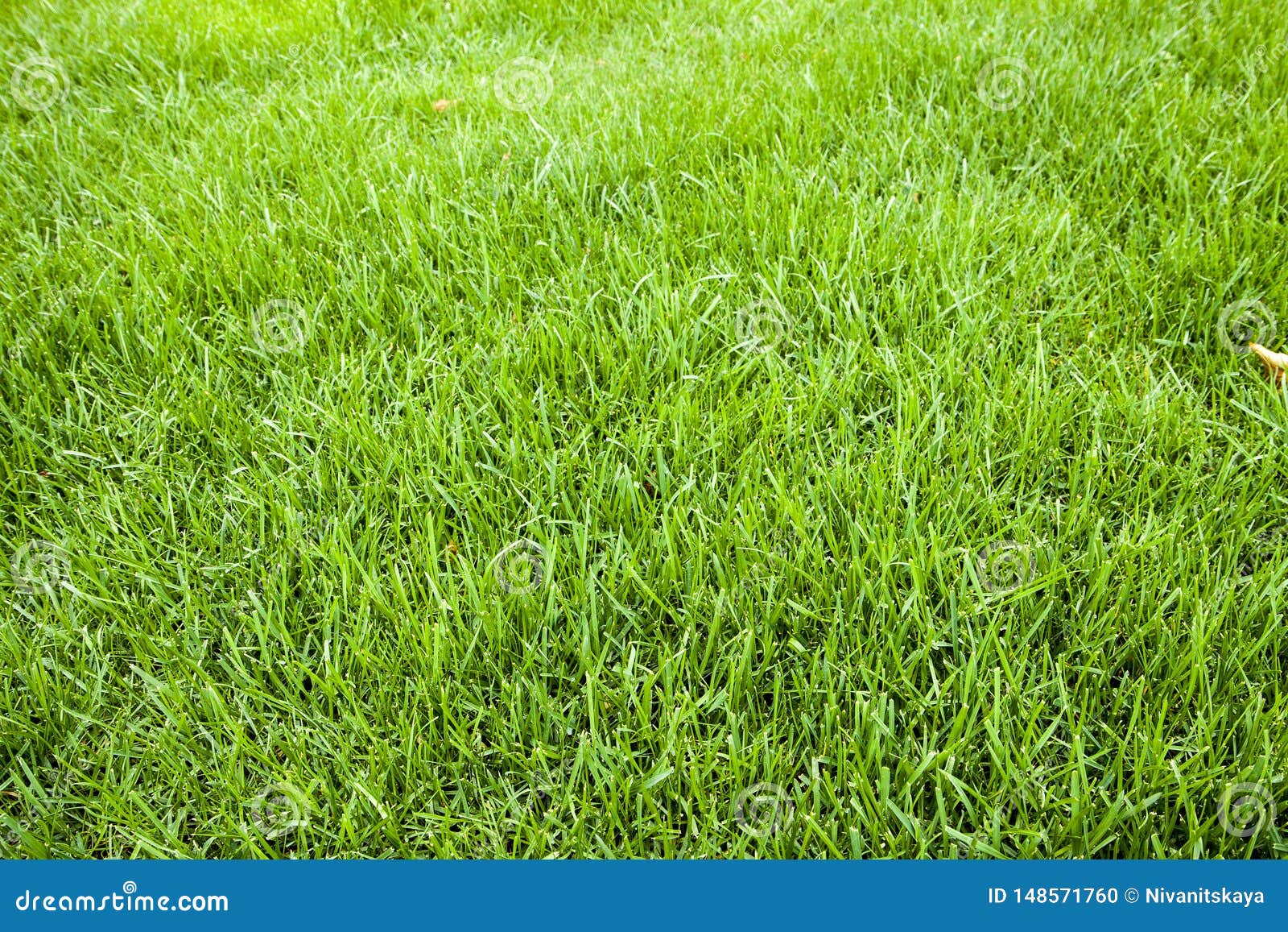 Grass Texture. Freshly Cut Green Grass Background. Natural Grass