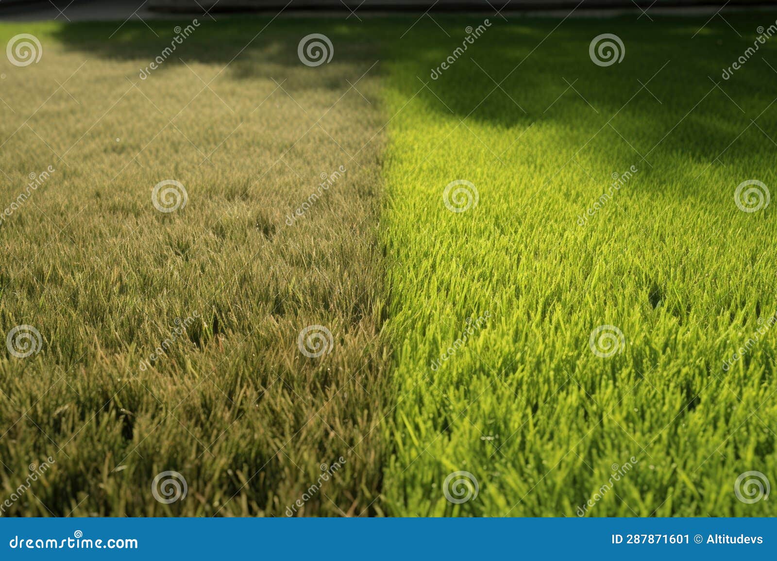 Grass Texture before and after Mowing, Side by Side Stock Illustration